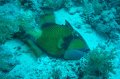 queen triggerfish